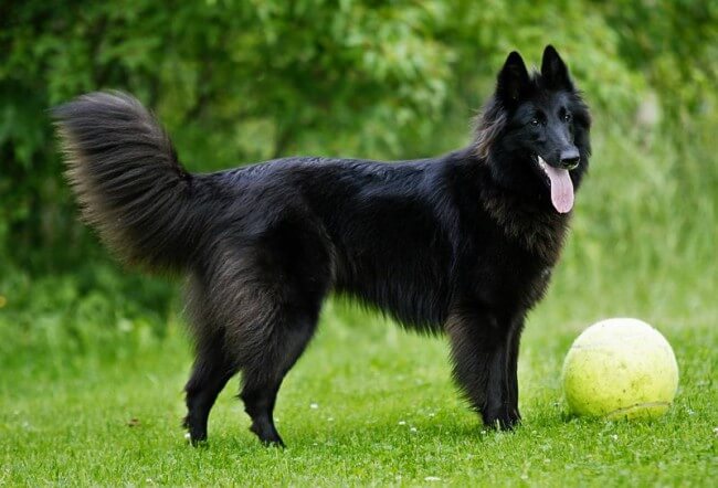 Породы черных собак: список пород с фото и коротким описанием