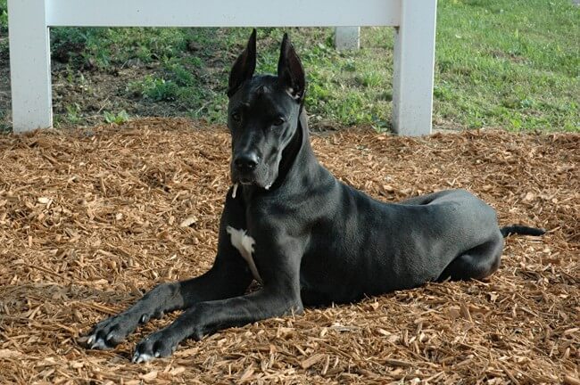 Породы черных собак: список пород с фото и коротким описанием
