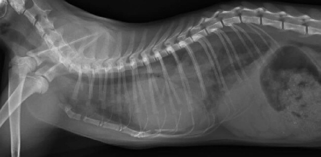 отек легких у собак фото рентгена