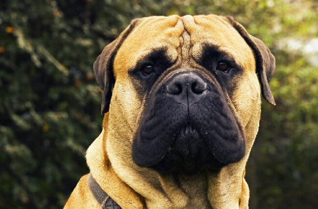 бульмастиф фото собаки сколько стоит и характеристика