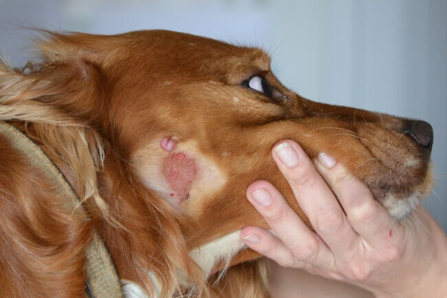 дерматит у собаки симптомы и лечение