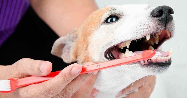 как убрать зубной камень у собак