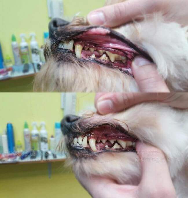 лечение зубного камня у собак