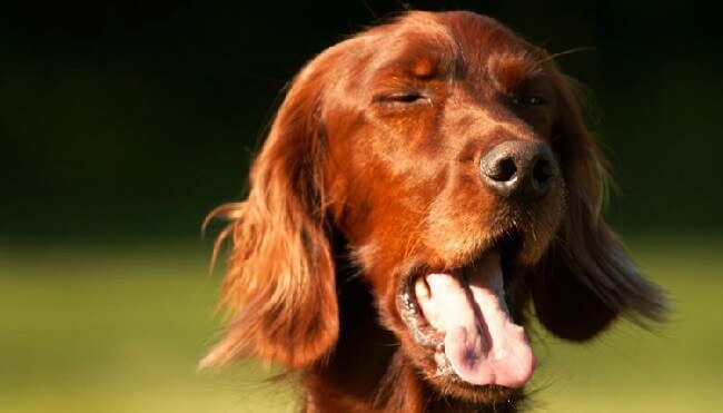 Собака чихает и фыркает: причины и методы лечения, что делать