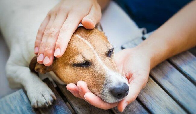 Стафилококк у собак: причины, симптомы, лечение